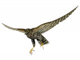 Illustration of Sparrowhawk female in flight (Accipiter nisus) (#1733)