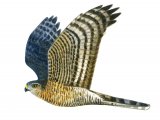 Illustration of Sparrowhawk male in flight (Accipiter nisus) (#1232)