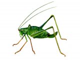 Illustration of Speckled bush cricket (Leptophyes punctatissima) (#1505)