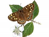 Illustration of Speckled Wood (Pararge aegeria) (#3389)