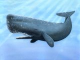 Illustration of Sperm Whale (Physeter macrocephalus) (#0264)
