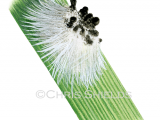Illustration of Spider Egg Sac (Tetragnatha sp.) (#2915)