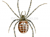 Illustration of Spider (Metellina segmentata) (#4275)