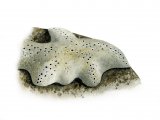 Illustration of Sponge (Pachymatisma johnstonia) (#1828)