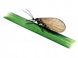 Illustration of Spongefly (Sisyra) (#1026)