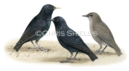 Illustration of Spotless Starling (Sturnus unicolour) (#2928)