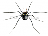 Illustration of Spotted Harvestman (Nemastoma bimaculatum) (#2879)