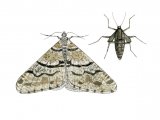 Illustration of Spring Usher (Agriopis leucophaearia)  (#3413)