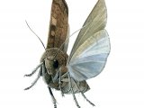 Illustration of Square-spot Rustic Moth (Xestia xanthographa) (#2314)