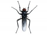 Illustration of St. Mark's Fly (Bibio marci) (#2034)