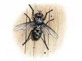 Illustration of Stable Fly (Stomoxys calcitrans) (#2362)