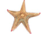 Illustration of Starfish (Astropectan irregularis) (#1864)