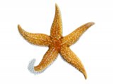 Illustration of Starfish (Common) Asterias rubens (#1427)