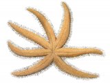 Illustration of Starfish (Luidia cillaris)) (#1854)