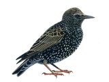 Illustration of Common Starling winter (Sturnus vulgaris) (#1183)