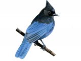 Illustration of Steller's Jay (Cyanocitta stelleri) (#3888)