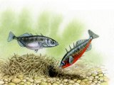 Illustration of Stickleback (Three-spined) Gasterosteus aculeatus (#0191)
