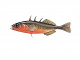 Illustration of Stickleback (Three-spined male) Gasterosteus aculeatus (#1051)