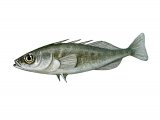 Illustration of Stickleback (Three-spined female) Gasterosteus aculeatus (#2957)