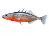 Illustration of Stickleback (Three-spined male) Gasterosteus aculeatus (#2376)