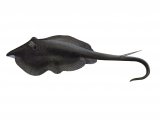 Illustration of Stingray (Dasyatis pastinaca) (#2692)