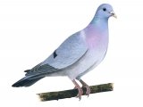 Illustration of Stock dove (Columba oenas) (#1235)