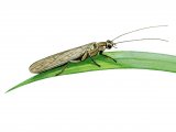 Illustration of Stonefly (Leuctra geniculata) (#2566)