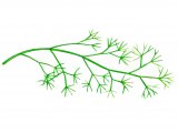 Illustration of Stonewort (Nitella) (#0974)