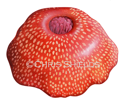 Illustration of Strawberry Anemone (Actinia fragacea) closed (#4616)