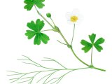 Illustration of Stream Water Crowfoot (Ranunculus penicillatus) (#2815)