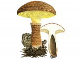 Illustration of Suillus cavipes (Hollow Bolete) (#2319)