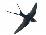 Illustration of Swallow (Hirundo rustica) (#1185)