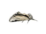 Illustration of Swallow Prominent (Pheosia tremula) (#2881)