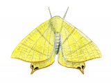 Illustration of Swallow-tailed Moth (Ourapteryx sambucaria) (#2044)