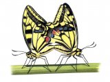 Illustration of Swallowtail Butterfly ( Papilio machaon) (#0332)
