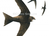 Illustration of Swift (Apus apus) (#0823)