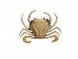 Illustration of Swimming Crab (Portumnus latipes) (#2379)
