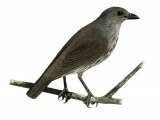Illustration of Tanimbar Starling (Aplonis crassa) immature (#2232)