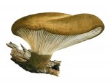 Illustration of Tapinella atrotomentosa (Velvet Rollrim) (#1999)