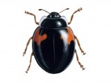 Illustration of Ten-spot Ladybird f. bimaculata (Adalia 10-punctata) (#0910)