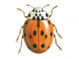Illustration of Ten-spot Ladybird f. decempunctata (Adalia 10-punctata) (#0907)