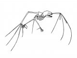 Illustration of Tent-building Bat Skeleton (#1103)