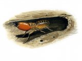 Illustration of Termite Soldier (#2065)