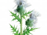 Illustration of Thistles attacked by birds (#4158)