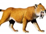 Illustration of Thylacosmilus (#0658)