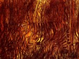 Illustration of Tiger Fire(Panthera tigris) (#1474)