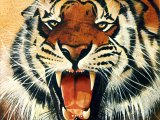 Illustration of Tiger (bengal) Panthera tigris tigris (#0256)