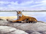 Illustration of Tiger (bengal) Panthera tigris tigris (#0255)