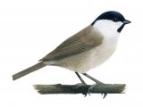 Illustration of Marsh Tit (Poecile palustris) (#1175)