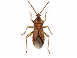 Illustration of Tooth Bug (Coriomeris denticulatus) (#2373)